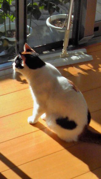 20121007rinco.jpg