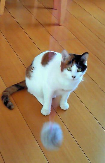 20121013rinco.jpg