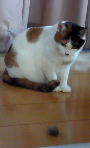 20121202rinco.jpg