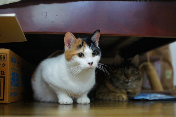 DSC05314t.jpg
