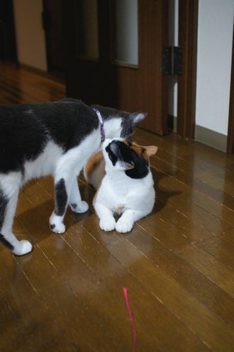 DSC05344t.jpg