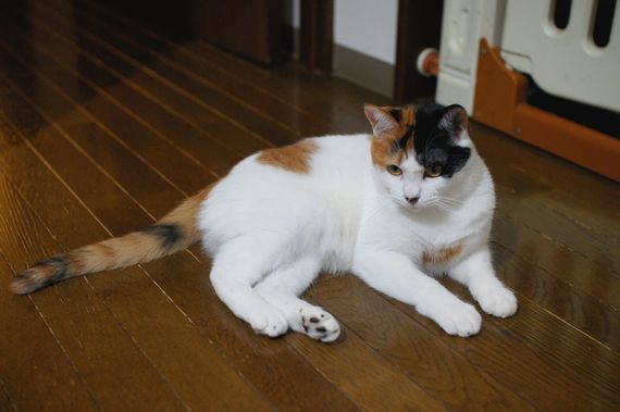 DSC05370t.jpg