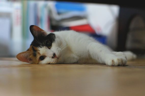 DSC05473t.jpg