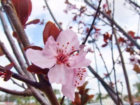 今、あちこちで咲いてるよ~