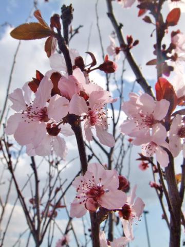 ベニバスモモ(Purple leaf plum)