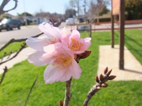 カリフォルニアの桜、ピンククラウド