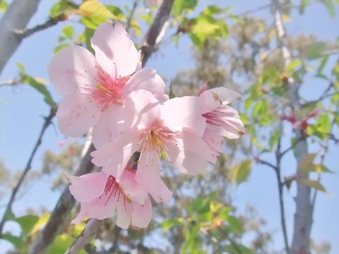 まだ桜も咲いてたわ
