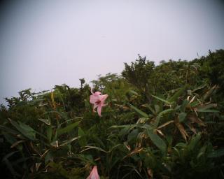 ささゆり