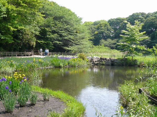 新緑の泉の森1