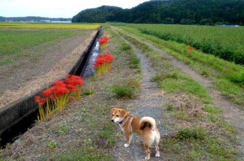 1いつもの田んぼ