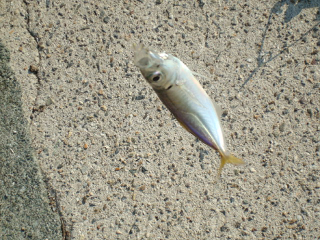 DSC05432.png
