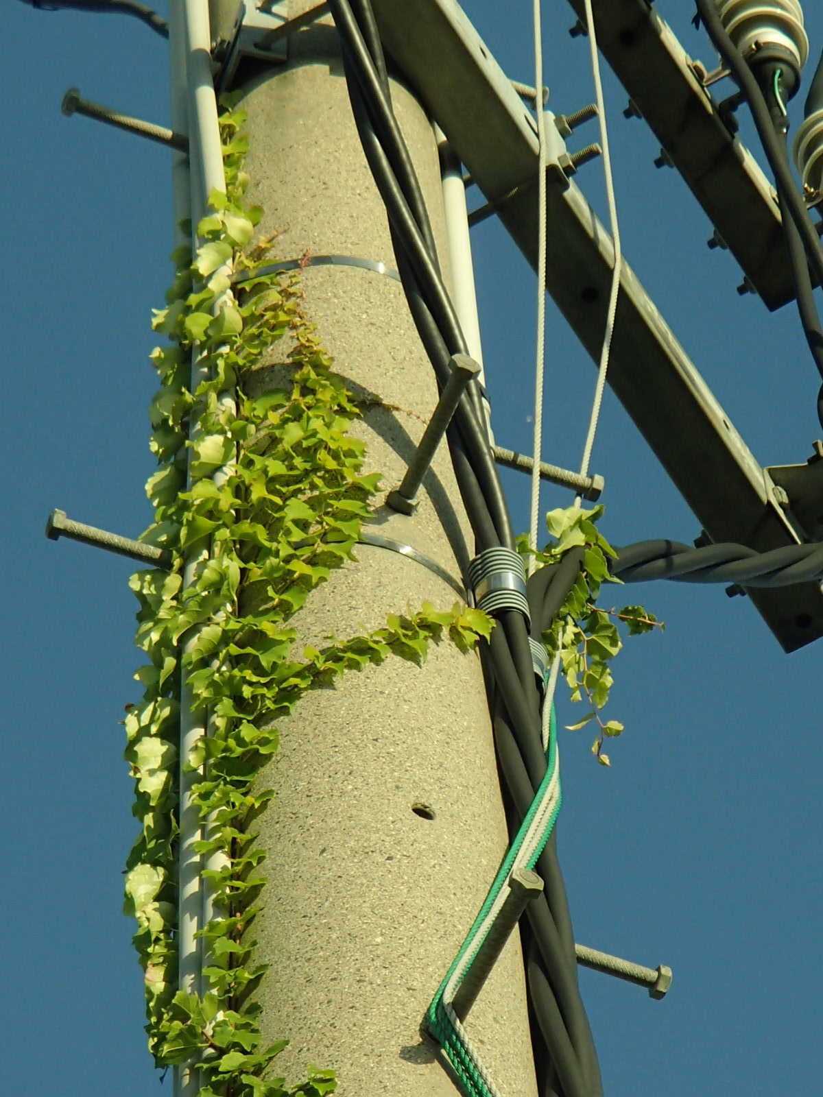 ああ今日も点検日和 受電柱のつる草