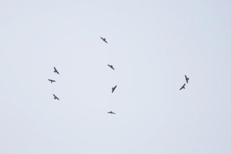 120929sasiba 059_s