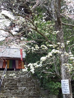 長十郎原木