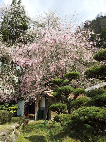 しだれ桜