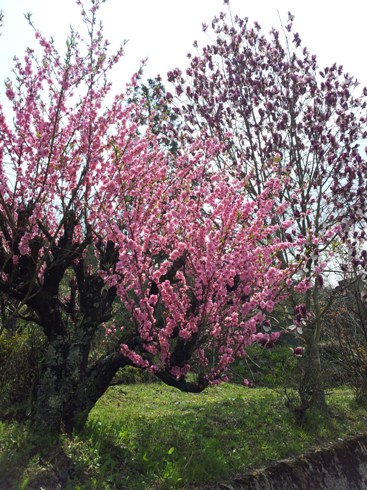 花1