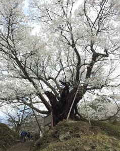 桜3
