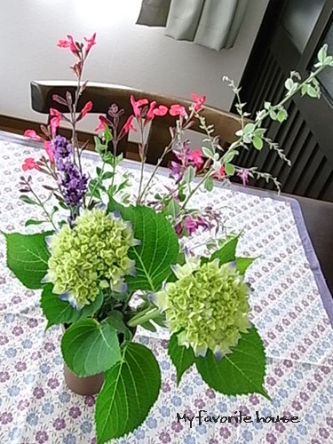 紫陽花