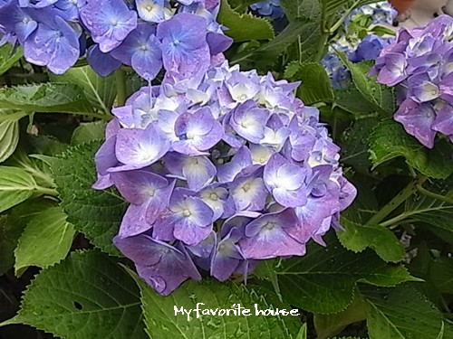 紫陽花#1