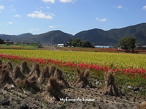 彼岸花#2