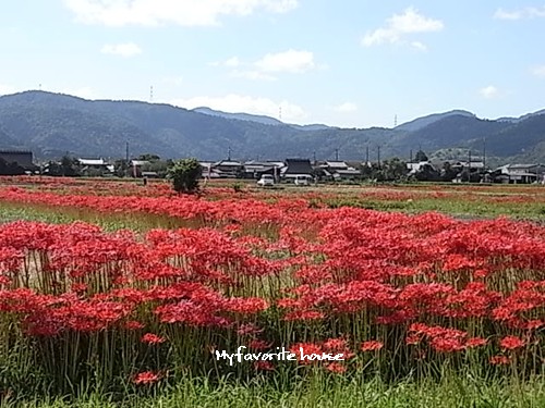 彼岸花#3