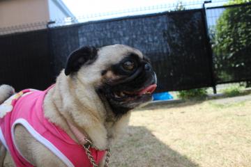 IMG_0132_convert_20120515231152.jpg