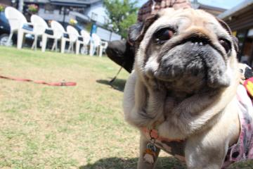 IMG_0136_convert_20120515231404.jpg