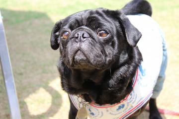 IMG_0139_convert_20120515231457.jpg
