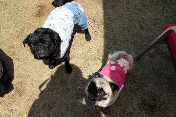 IMG_0143_convert_20120515231738.jpg