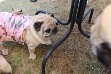 IMG_0146_convert_20120515231828.jpg