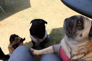 IMG_0150_convert_20120515232043.jpg