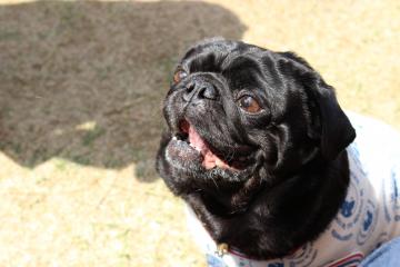IMG_0152_convert_20120515232123.jpg