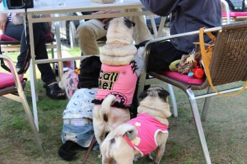 IMG_0156_convert_20120515232316.jpg