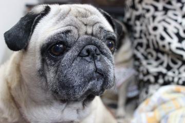 IMG_0232_convert_20120506222819.jpg