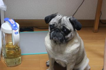 IMG_0234_convert_20120522231844.jpg