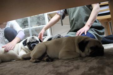 IMG_0245_convert_20120522232429.jpg