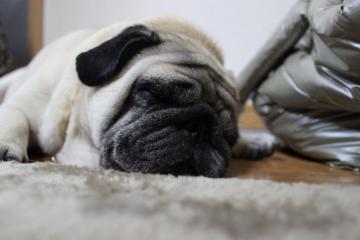 IMG_0251_convert_20120522232614.jpg