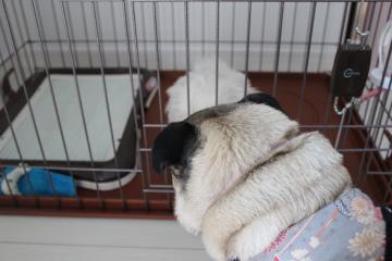 IMG_0265_convert_20120506223000.jpg