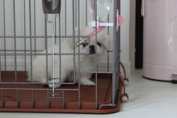 IMG_0267_convert_20120506223233.jpg