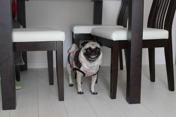IMG_0275_convert_20120506223647.jpg