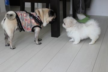 IMG_0288_convert_20120506223957.jpg