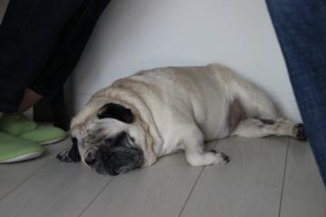 IMG_0293_convert_20120506224215.jpg