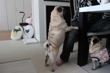 IMG_0295_convert_20120506224256.jpg