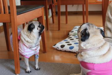 IMG_0304_convert_20120604235620.jpg