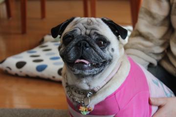 IMG_0307_convert_20120604233419.jpg