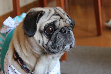 IMG_0308_convert_20120604233520.jpg