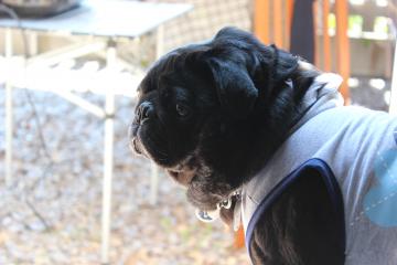 IMG_0309_convert_20120604233616.jpg