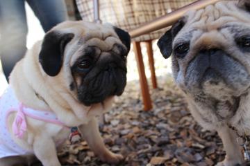 IMG_0313_convert_20120604233918.jpg