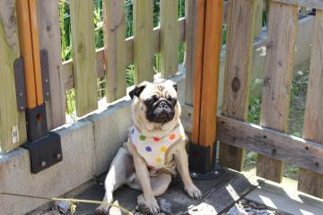 IMG_0317_convert_20120604234207.jpg