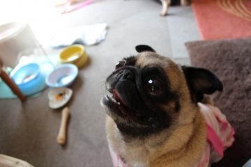 IMG_0322_convert_20120604234513.jpg